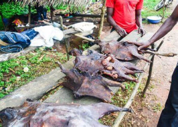 Monkeypox: FG bans sale and consumption of bush meat