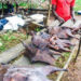 Monkeypox: FG bans sale and consumption of bush meat