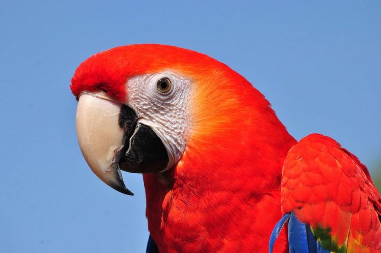 Nigerian Man Deported For Killing Parrot A Month After Relocating To Canada