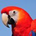 Nigerian Man Deported For Killing Parrot A Month After Relocating To Canada