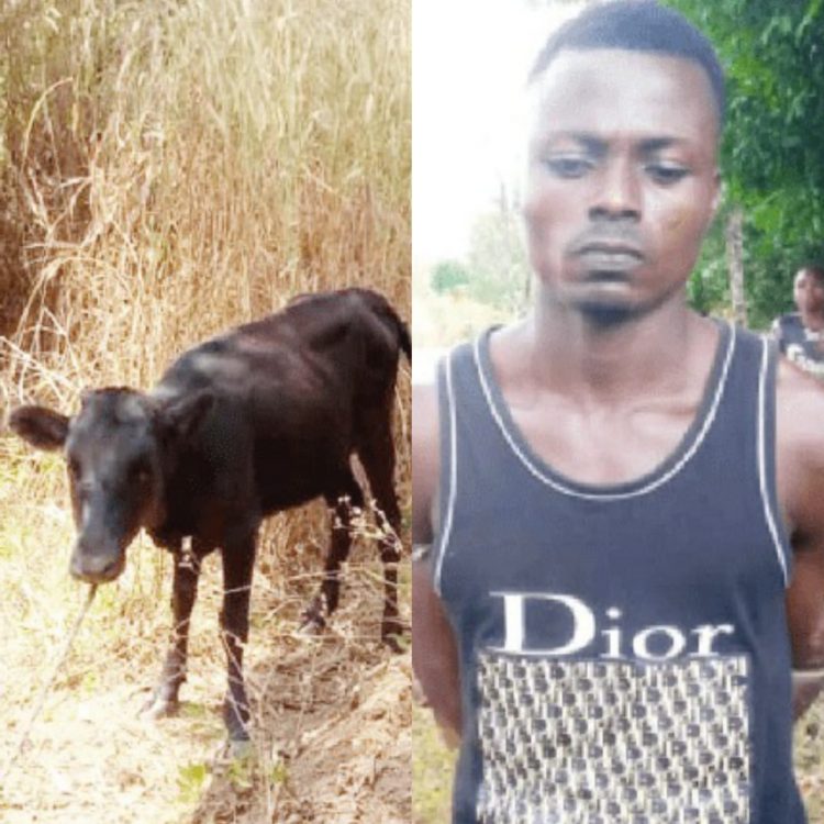 Police nab man for presenting stolen cow for father-in-law’s burial rites
