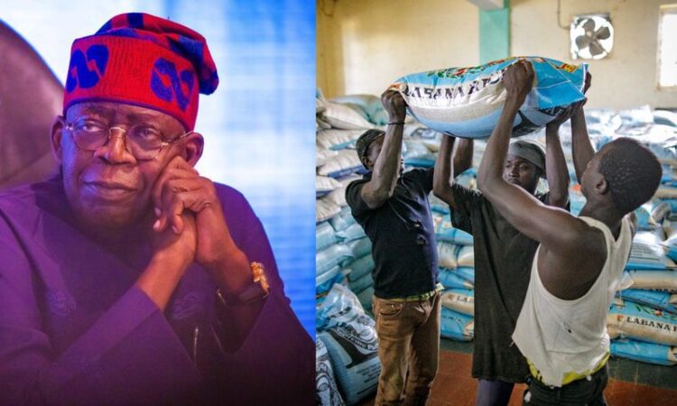 Report: Rice prices crash to ₦58,000/50kg in Nigeria