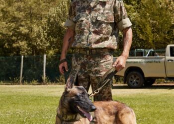 K9 Assists SEAM Rangers in Arrests Lion’s Head Car Break-In