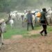 My Tribesmen M@ssacred 46 Christians In Plateau Community Despite My Pleas – Fulani Elder Says
